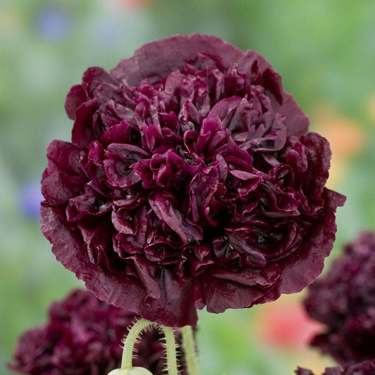 Bulk Poppy Peony Seeds - Antique Shades Packet