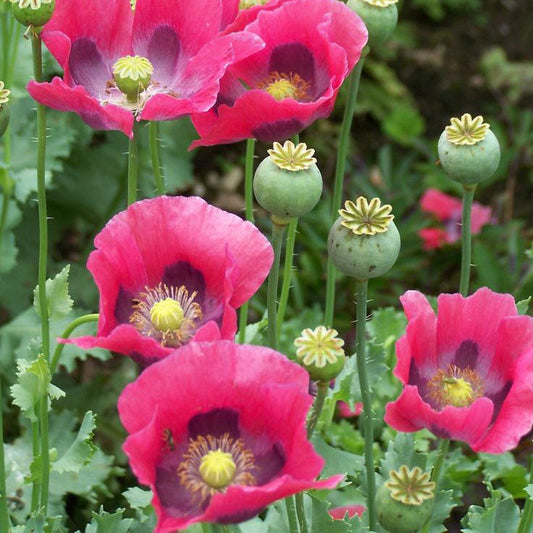 Hungarian Blue Breadseed Poppy Seeds
