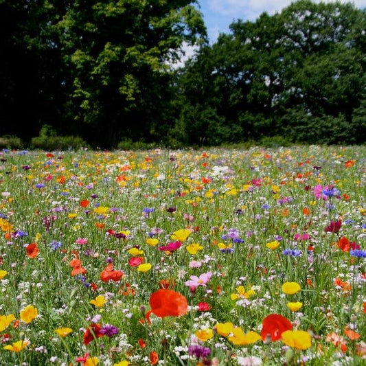 Pink Perfection Flower Seed Mix