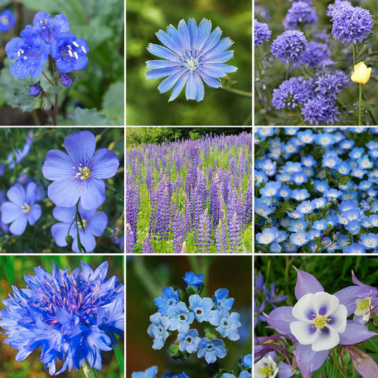 25 Colorful Wildflowers - Mixture Selected For Your Zone $44.99