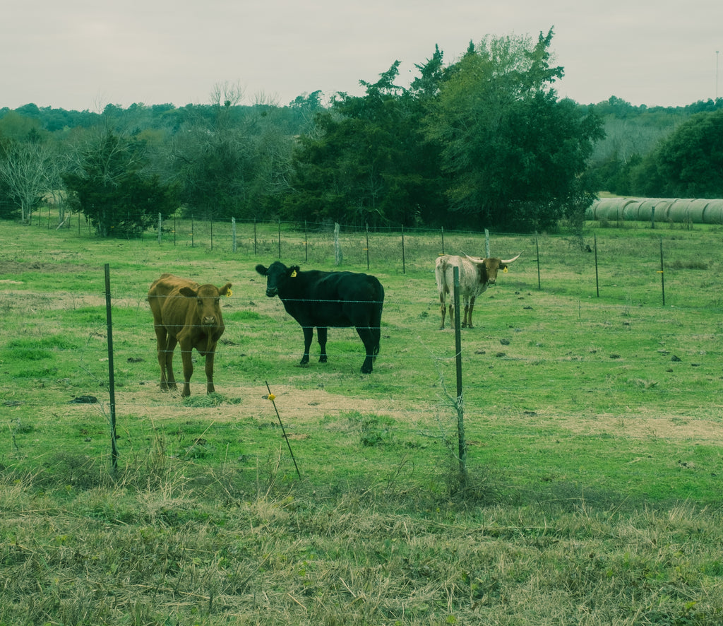 The cows of Round Top, Texas.