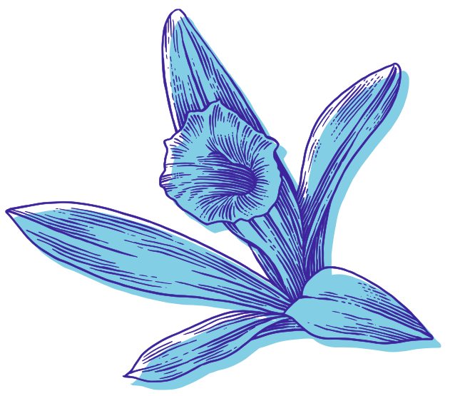 an illustration of a daffodil