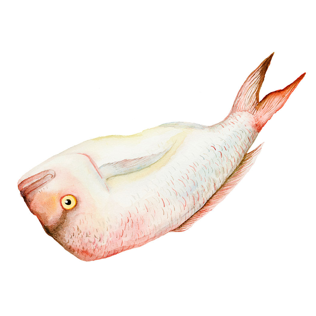 Snapper