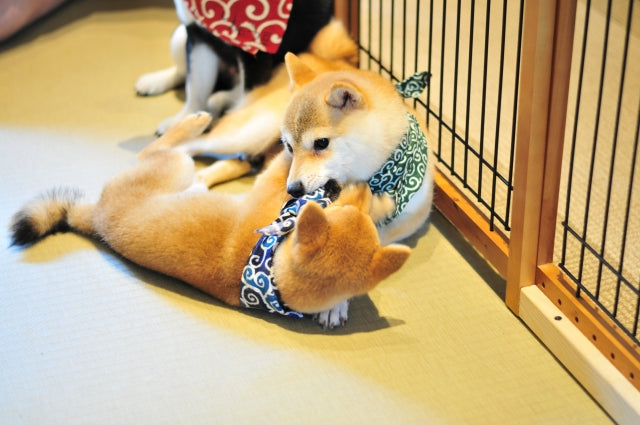 犬 と 触れ合える 神奈川