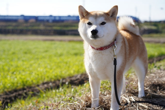 Female celebrities who own Shiba Inu