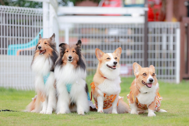 Summary of places where you can interact with dogs in Chiba Prefecture