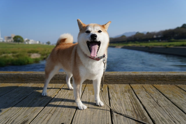 柴犬を飼っている芸能人についてまとめ