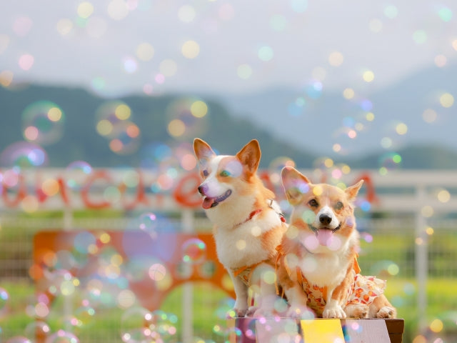 Summary of places where you can interact with dogs in Saitama Prefecture