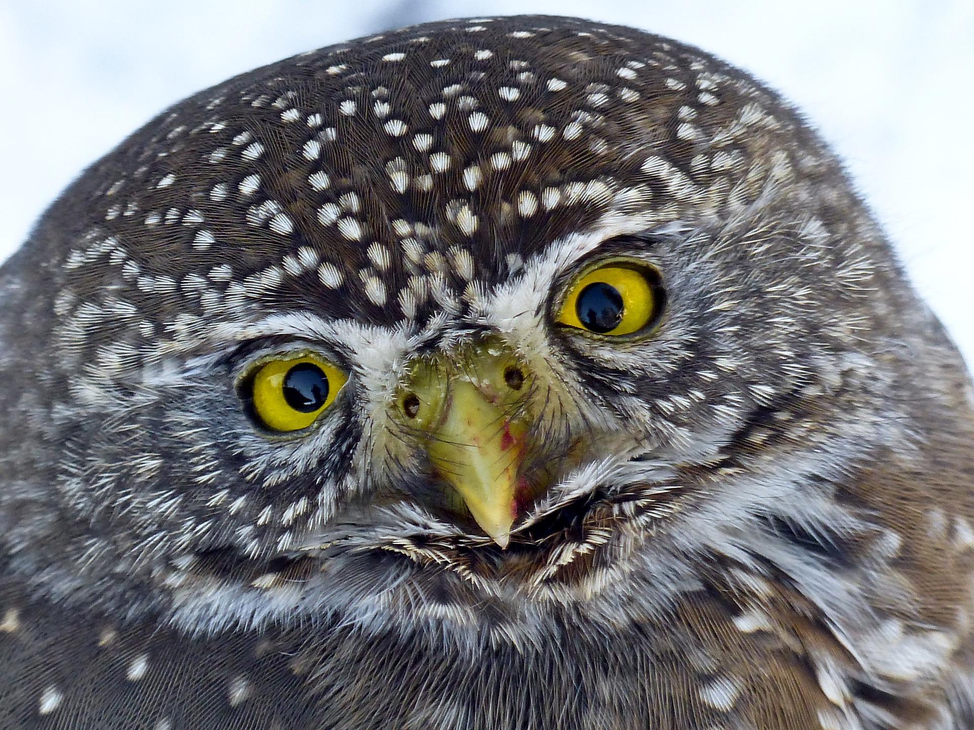 Fuwafuwa, a shop where you can meet owls