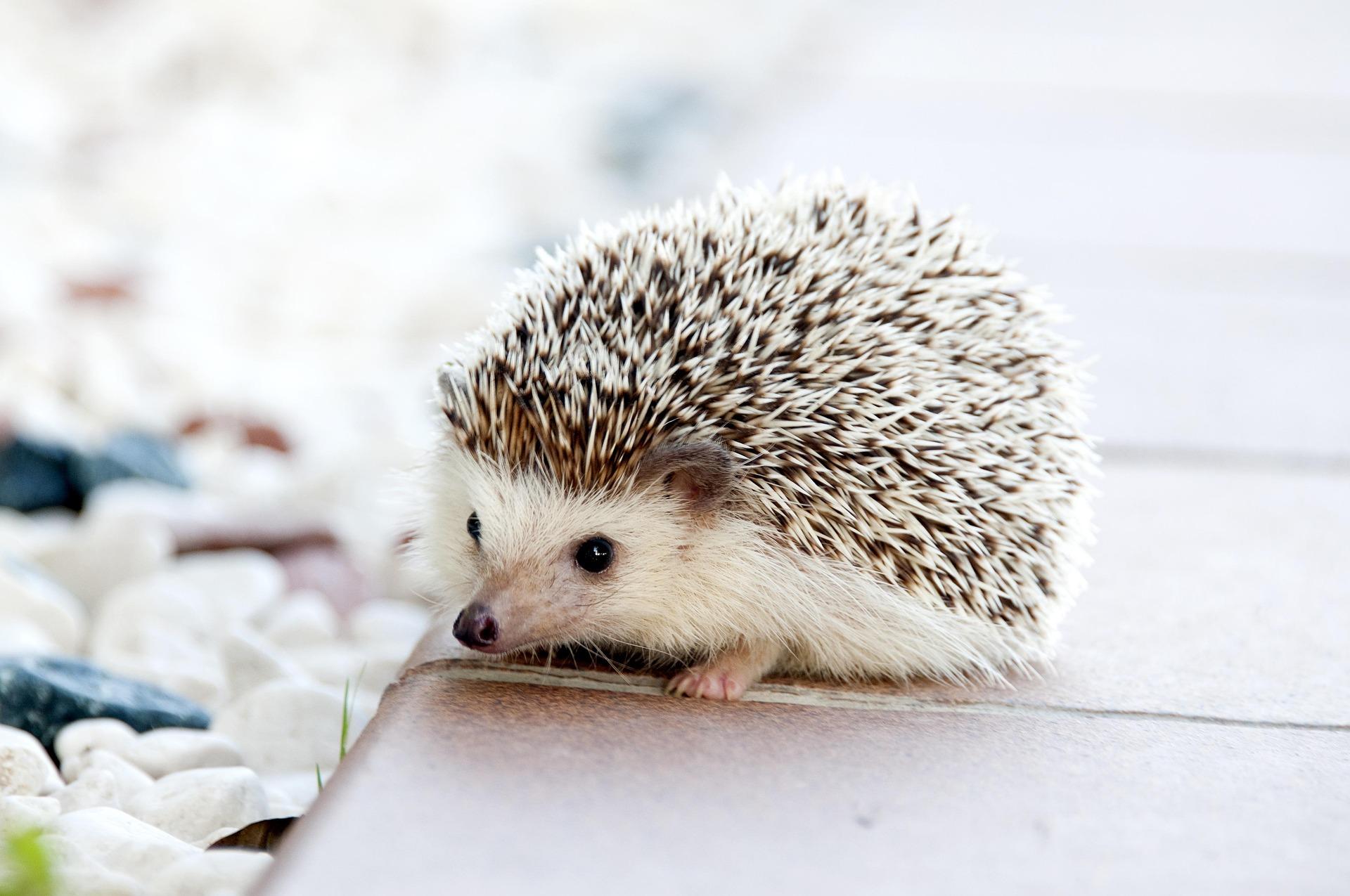 Hedgehog Cafe®︎HARRY Yokohama Chinatown store