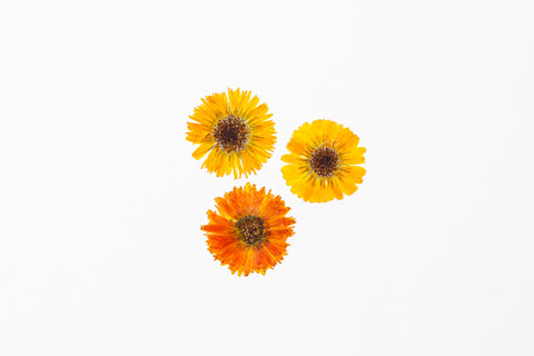 calendula flower