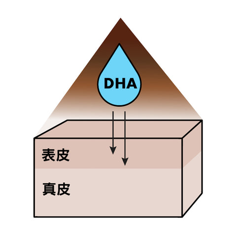 DHA的梅納反應