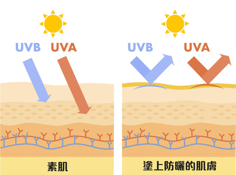 UV會加速皮膚老化