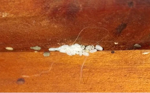 Bed bug eggs