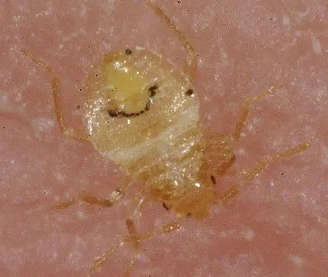 Bed bug larva