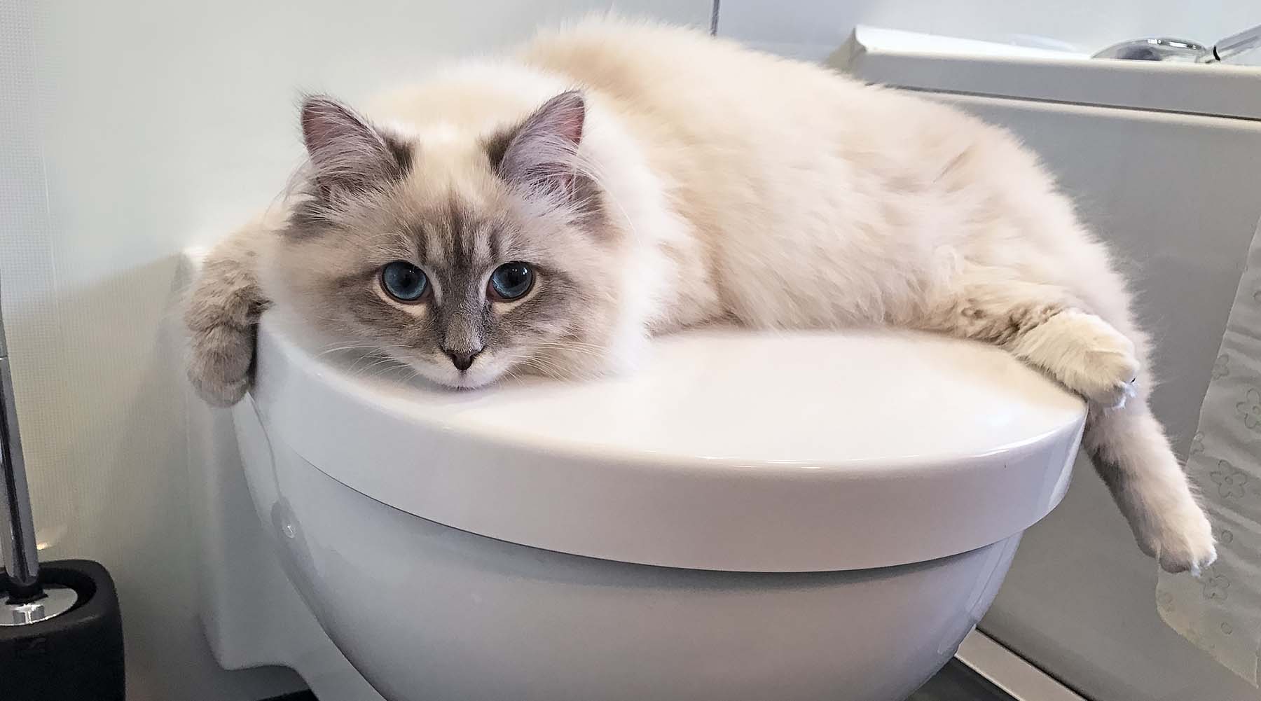 stop your cat scratching by keeping them in the bathroom at night