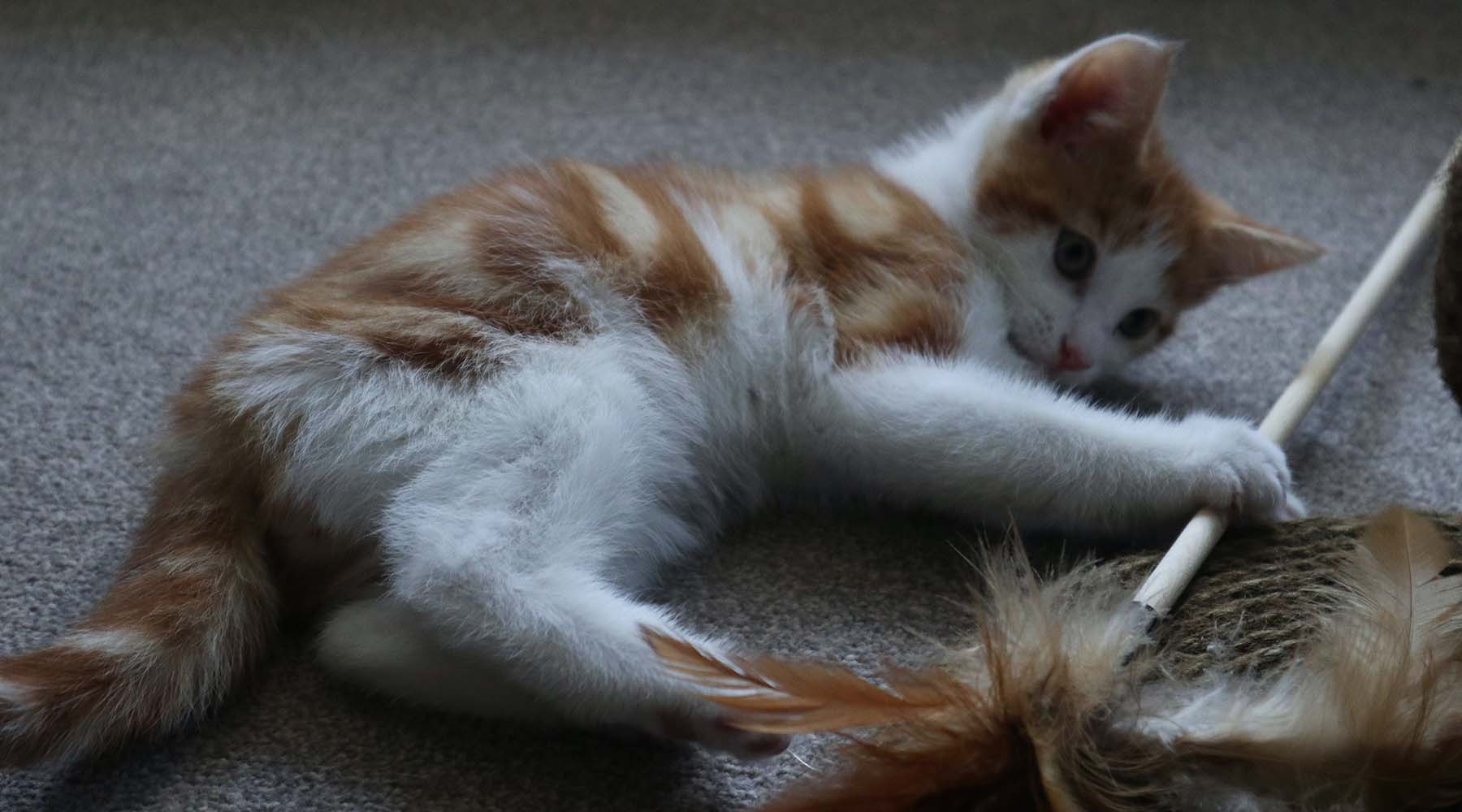 cat playing before bedtime to wear them out