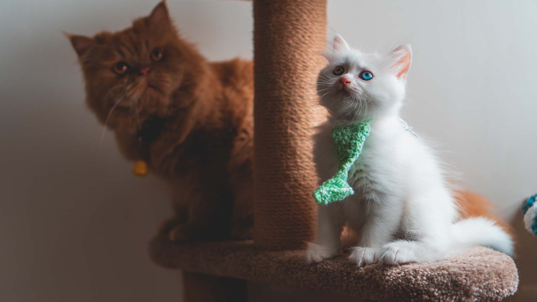 cat scratching post to stop my cat scratching