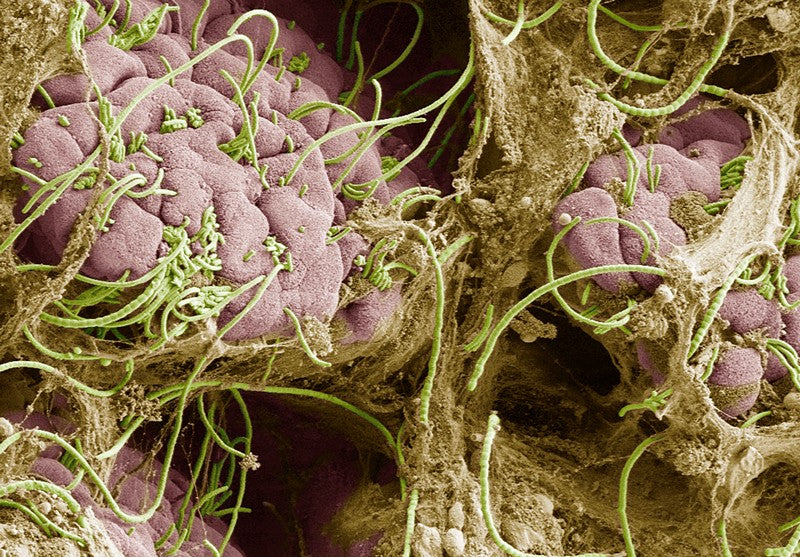 Segmented filamentous bacteria in the gut