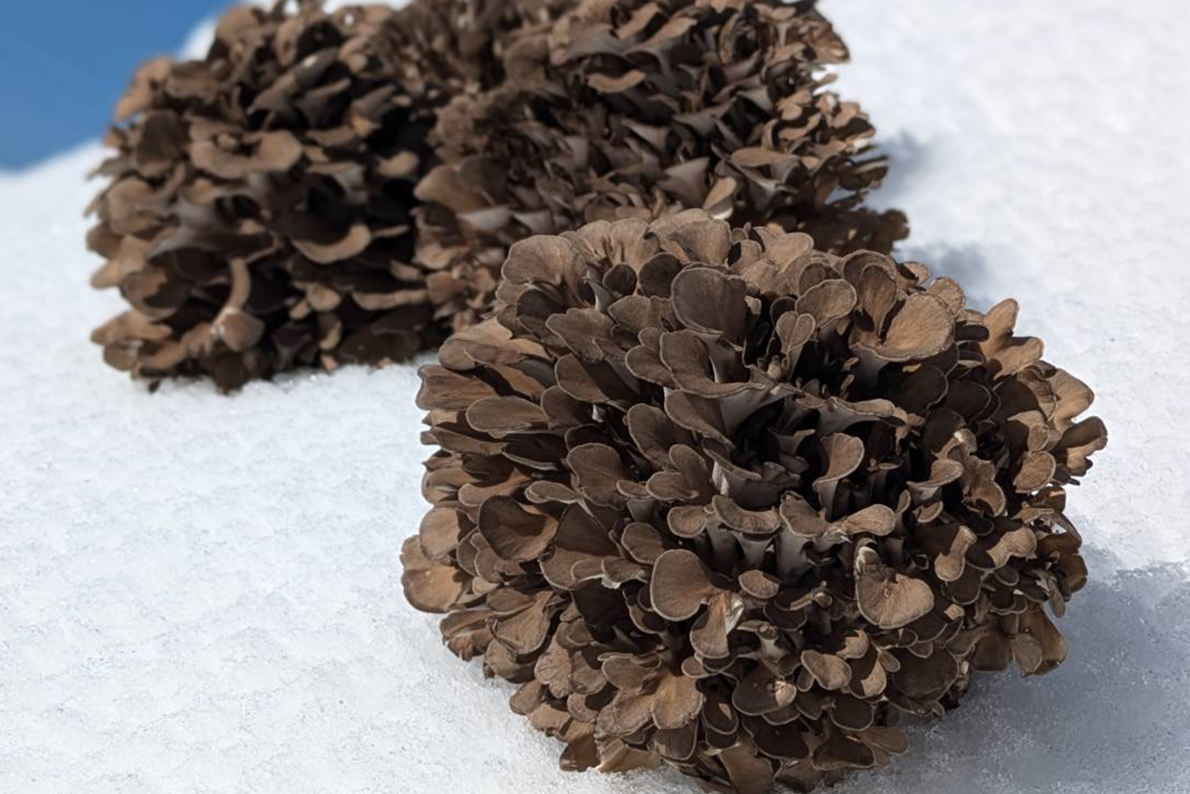 Maitake