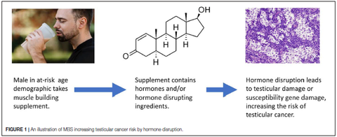 Muskelaufbau Supplements Bisphenol Hodenkrebs