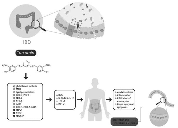 Curcumin Darmgesundheit