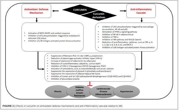 Curcumin Metabolisches Syndrom