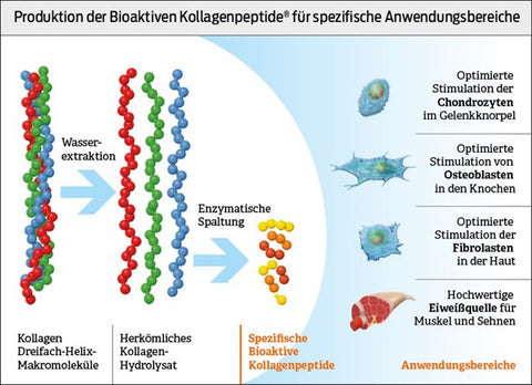 Kollagenpeptide für Gelenkgesundheit