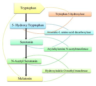 Tryptophan - HBN Sleep Care
