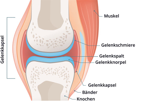 Gelenkaufbau Gelenkgesundheit