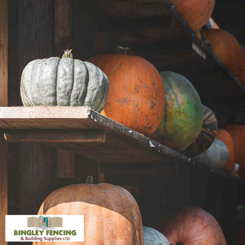 Wooden shelf with pumpkins