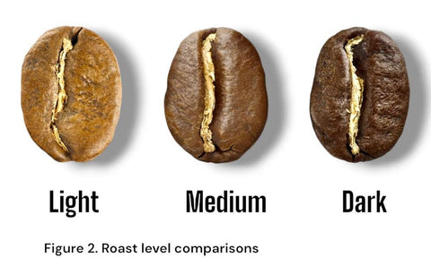 Figure 2. Coffee bean roast level comparisons between light, medium, and dark