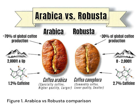 Figure 1. Arabica vs Robusta coffee bean comparison