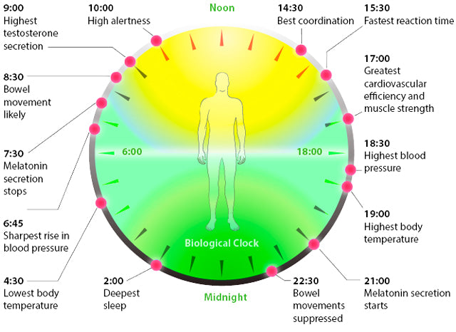 An enlightening illustration depicting the concept of earthing, or grounding, and its potential benefits for the circadian rhythm. This visual representation illustrates how connecting with the Earth's natural electromagnetic frequencies can positively influence circadian rhythms, sleep quality, and overall well-being.