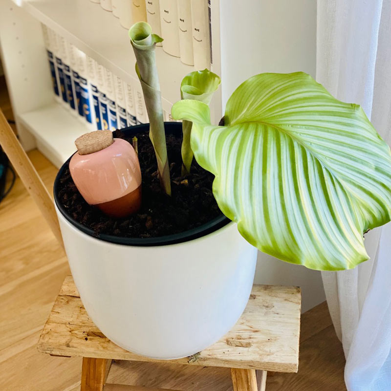 olla d'arrosage plantée dans le pot d'une plante