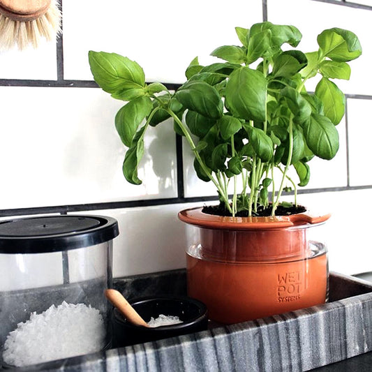 Pepin, Olla Terre Cuite à Planter, Arrosage Automatique et Ecologique  pour Plante d'Intérieur et d'Extérieur, Système d'Irrigation Naturel, Autonomie d'Environ 1 Semaine