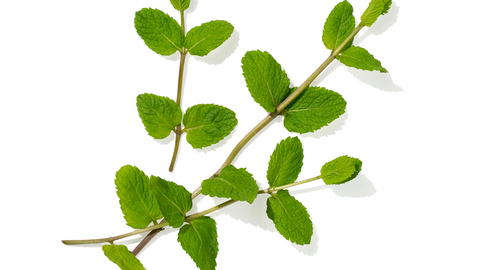 Mint - aromatherapy for chronic pain