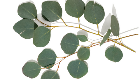 Eucalyptus - aromatherapy for chronic pain