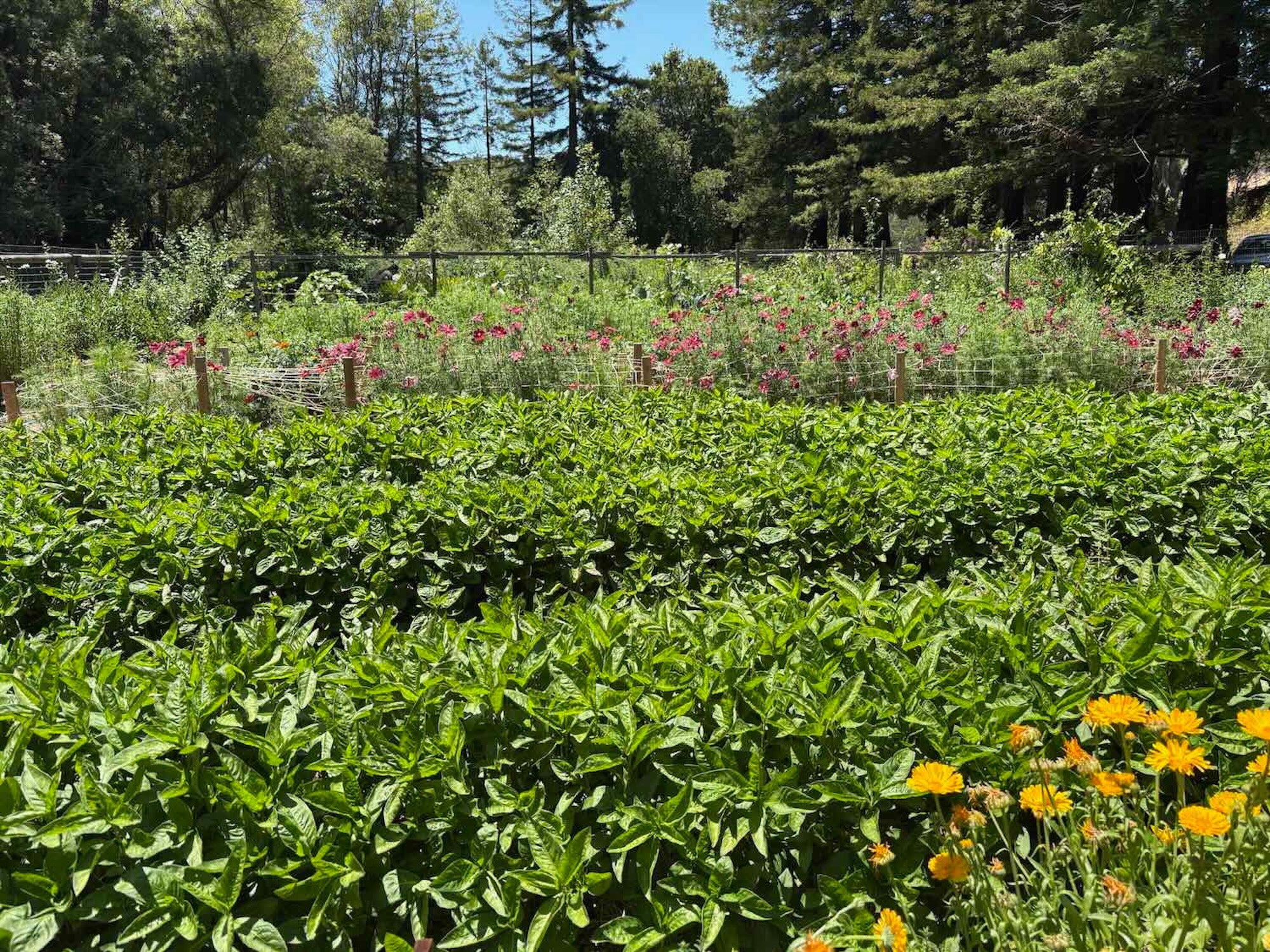The dye garden at Fibershed