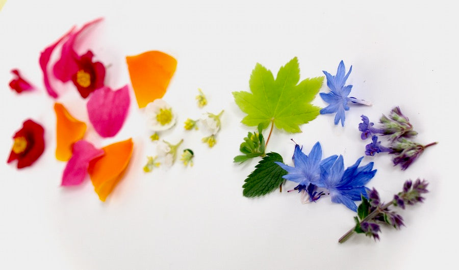 Flower petals arranged in a rainbow on a white background