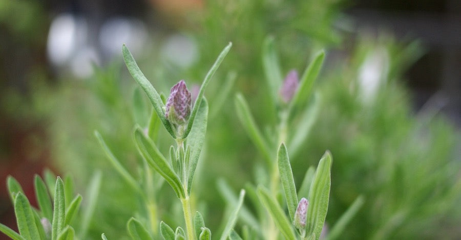 Close-up view of lavender blossom