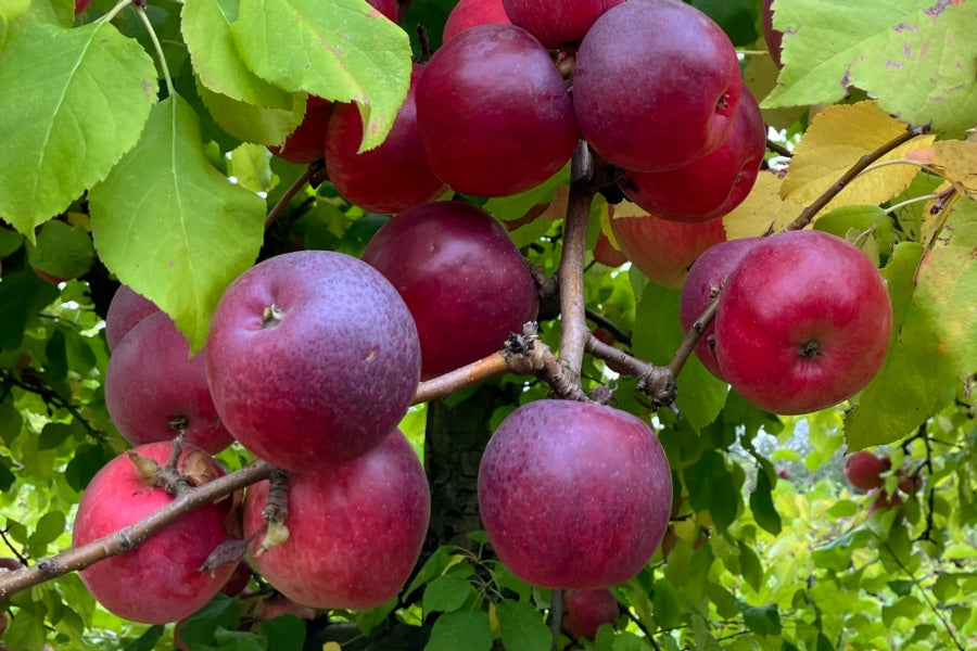 Apples still on the apple tree, in a family-friendly u-pick orchard.