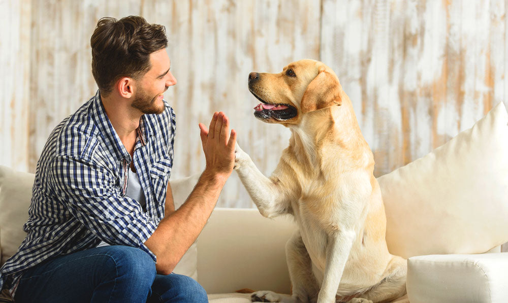 Happy man and dog sitting on a couch hi-fiving each other