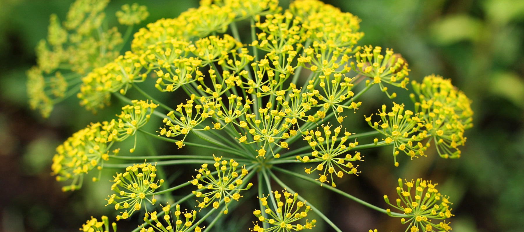 Dill Essbare Blüten