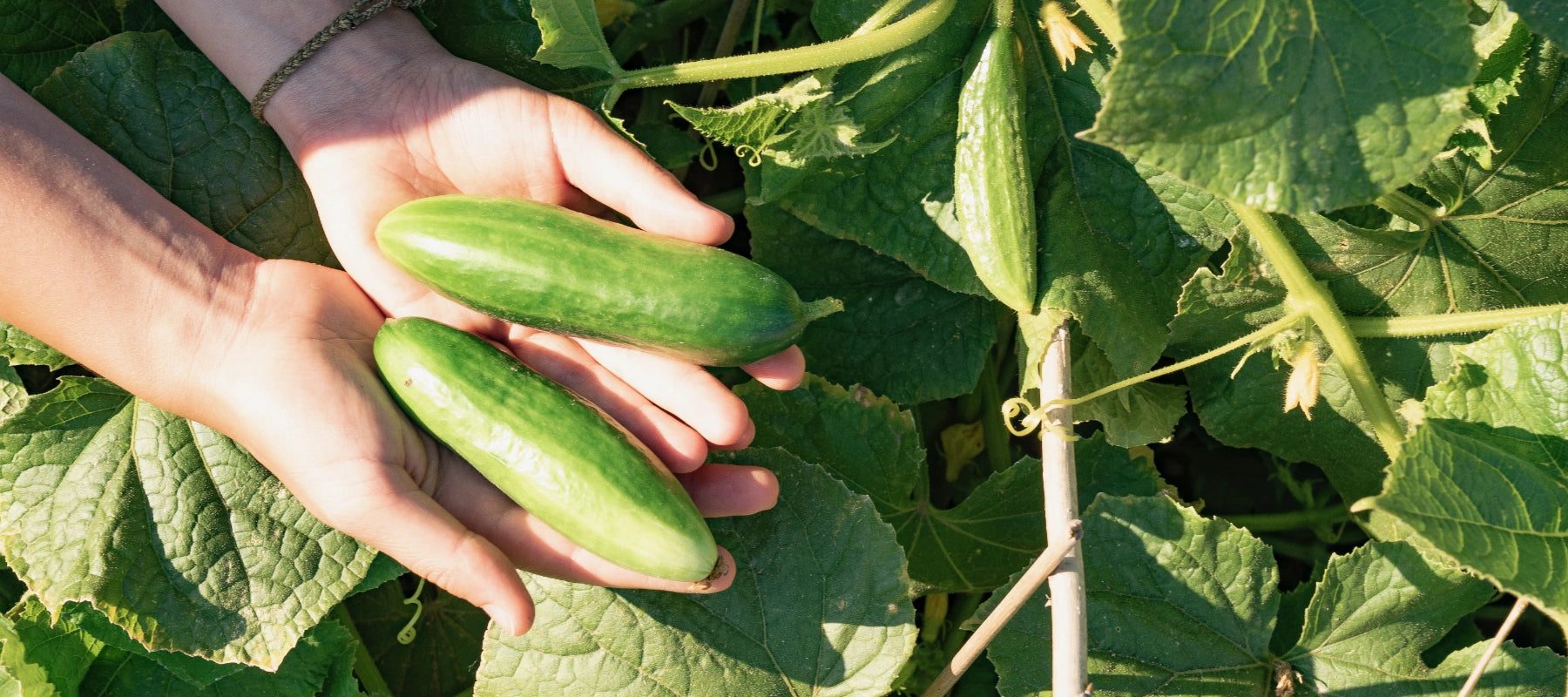 Gurken Anbau Pflege Ernte