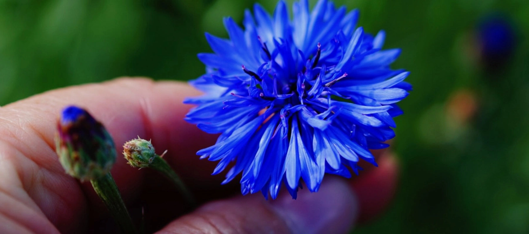 Kornblume Essbare Blüten