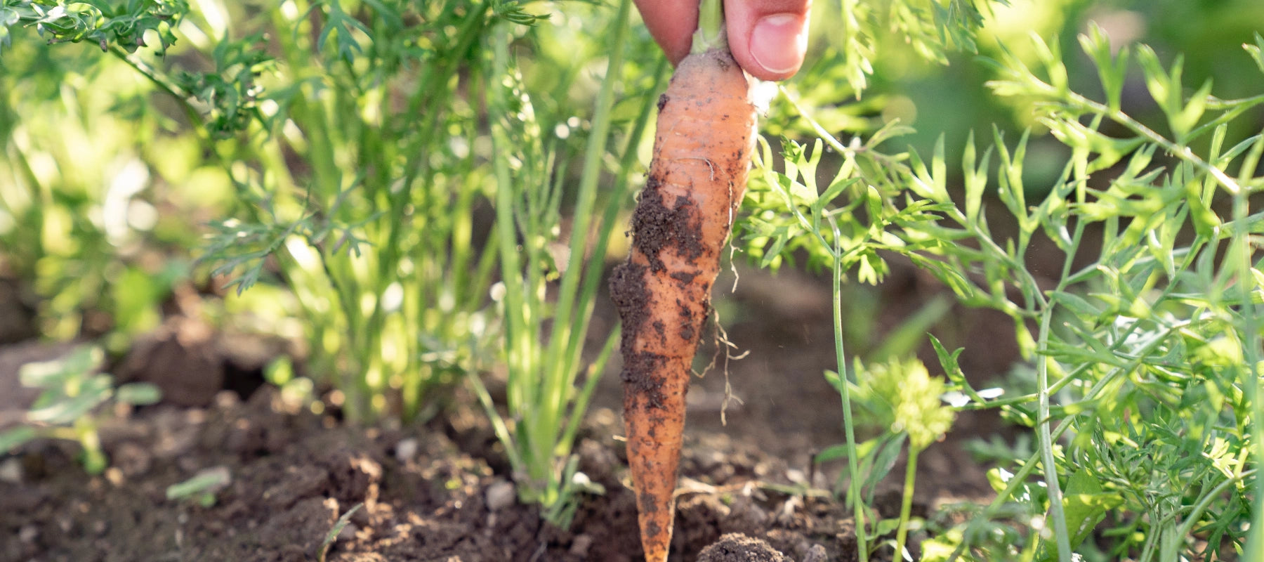 Möhren Karotten Anbau Pflege Ernte