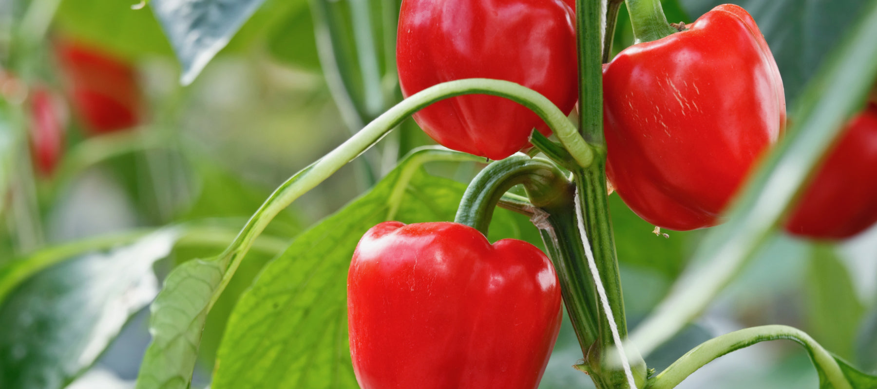 Paprika rot Frucht Pflanze