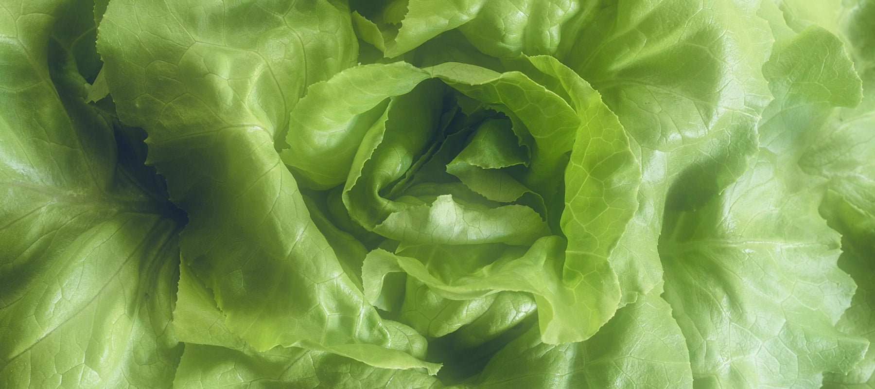 Salat Anbau Pflege Ernte