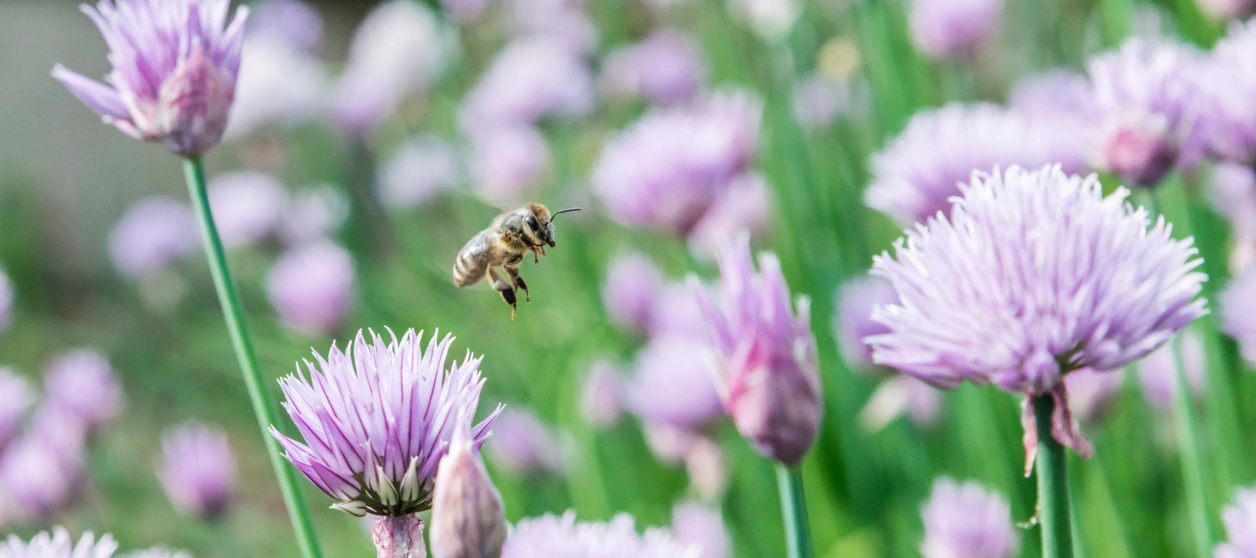 Schnittlauch Essbare Blüten